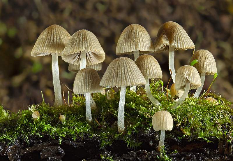 Fungi_David Schenck.jpg